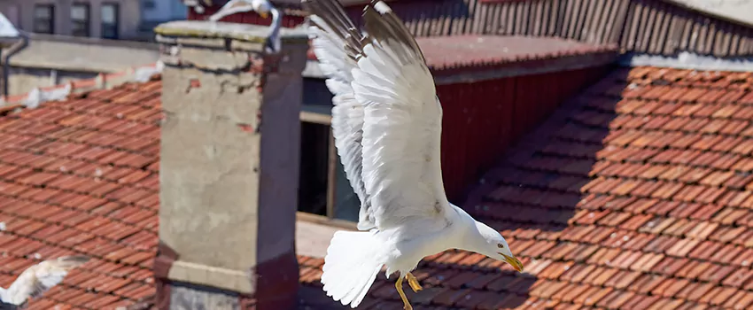 Residential Chimney Animal Removal Solution in Kuna, ID
